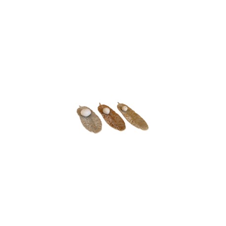 Pluma
